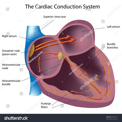 Heart Box Diagram Sinoatrial Node