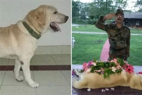 Indian Army Just Lost Its Heroic Dog Named 'Dutch' And They Gave Him ...
