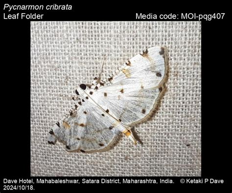 Pycnarmon cribrata (Fabricius, 1794) - Leaf Folder | Moths