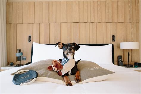 Dog Friendly Hotel Near Mckinleyville Ca at Amy Ammerman blog