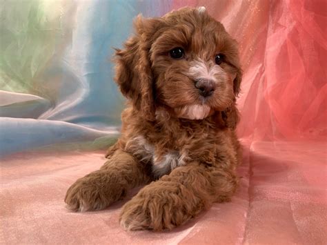 Image result for Cockapoo Breeders