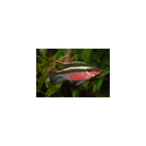 Kribensis 2-2.5inch (Pair) – Best4Pets