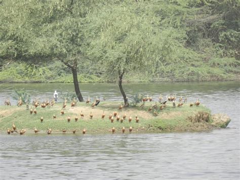 Sur Sarovar Bird Sanctuary (Agra) - What to Know Before You Go (with ...
