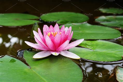 Lily Pad Flower | High-Quality Nature Stock Photos ~ Creative Market