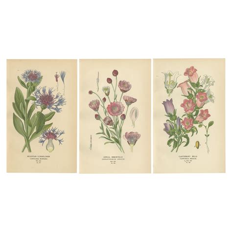 1897 Decorative Antique Botanical Prints – Lilac and Persian Lilac For ...