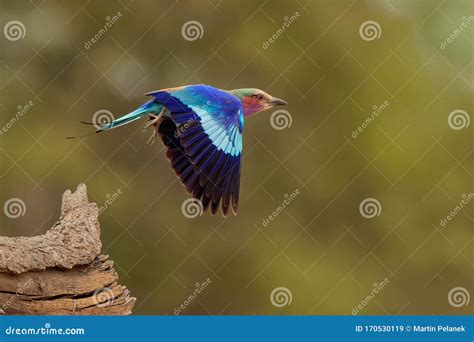 Lilac-breasted Roller - Coracias Caudatus - Colorful Magenta, Blue, Green Bird in Africa, Widely ...