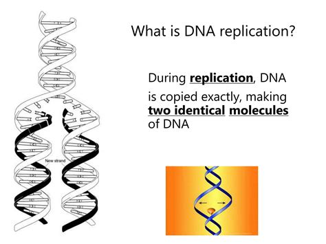 DNA Structure and Replication 的图像结果