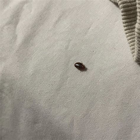 NIAGARA'S BEST INN (Niagara Falls) - Guesthouse Reviews, Photos, Rate ...