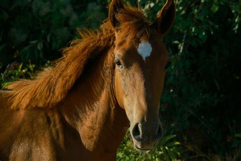 Chestnut vs Sorrel Horse Color: What's the Difference?