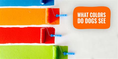 Can Dog See The Color at NETFRANKLINBLOG Blog