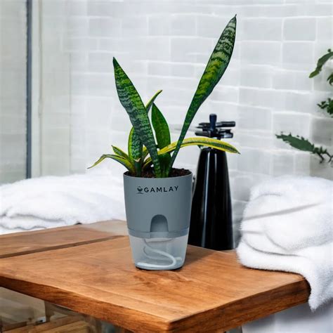 Washroom - Indoor Plants - Gamlay