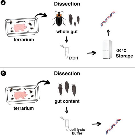 Image result for Sampling Methods in Biology
