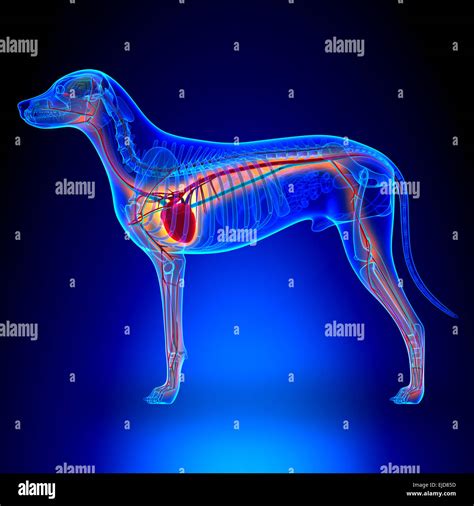Where Is A Dog's Heart Located at Tyler Curr blog