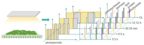 Influence of Photoperiods on Microalgae Biofilm: Photosynthetic ...