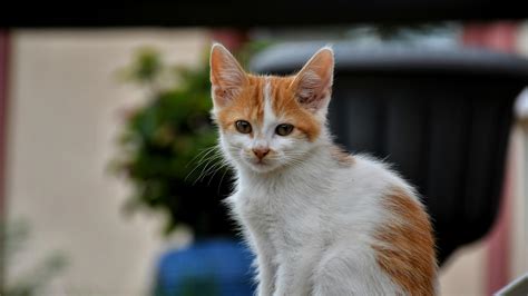 Small Resolution Image Free Stock 的图像结果