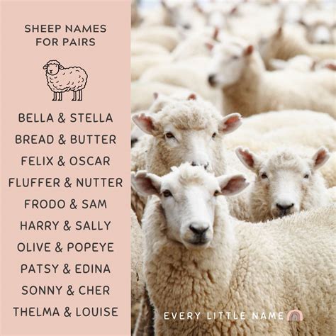 180+ Best Sheep Names (Cute, Funny, and Creative) - Every Little Name