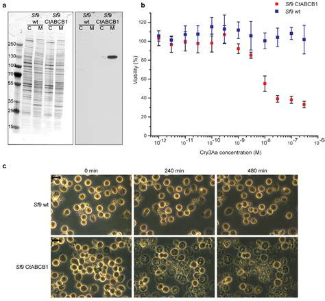 A P-Glycoprotein Is Linked to Resistance to the Bacillus thuringiensis ...
