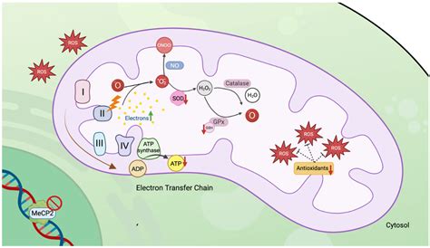 Molecular Mechanisms of Rett Syndrome: Emphasizing the Roles of ...