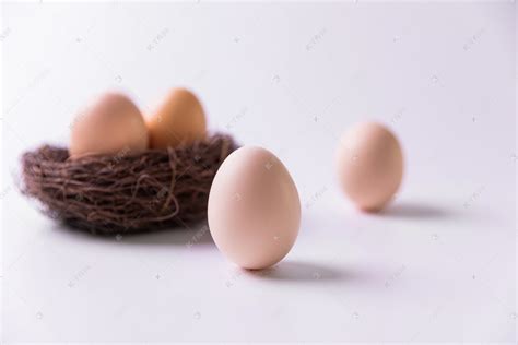 立蛋春分鸡蛋24节气窝里的鸡蛋摄影图配图高清摄影大图-千库网