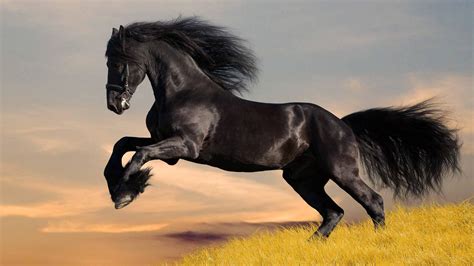Running Horses Wallpapers - Top Free Running Horses Backgrounds - WallpaperAccess