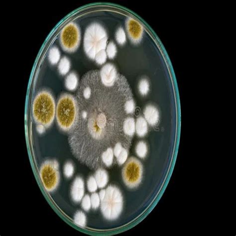 16 s RDNA SEQUENCING - Bacterial Identification Service Manufacturer ...