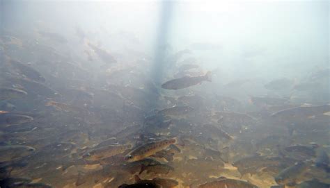 Castalia fish hatchery raises trout for Ohio's sport fishing, April 12 ...