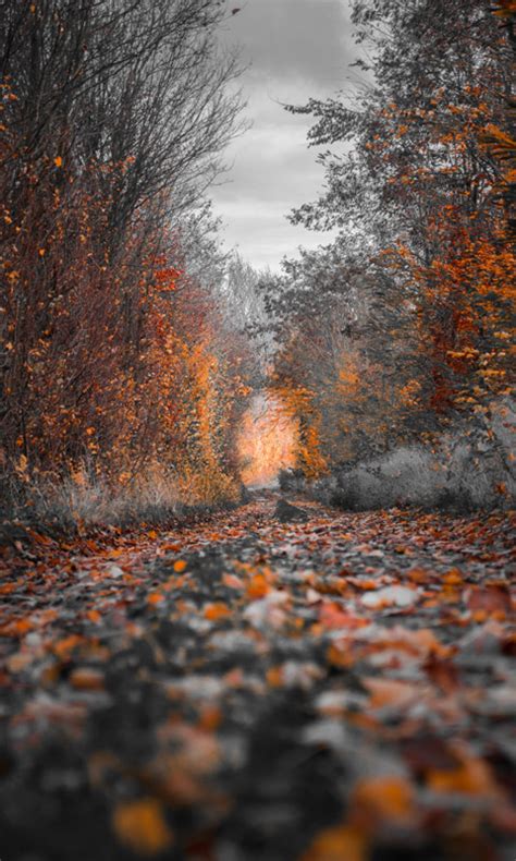 Photo background images / Wallpaper HD 4K - App on Amazon Appstore