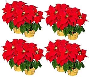 Buy Creative Displays Inc Carton of 12 Artificial Silk Poinsettia ...