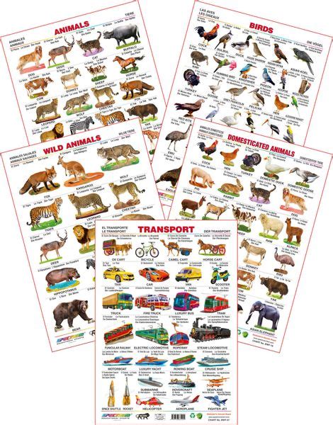 Spectrum Educational Wall Charts (Set of 5) : (Wild Animals, Domestic ...