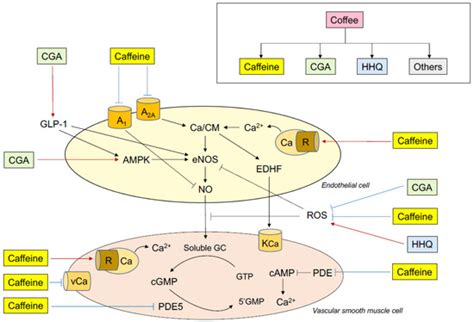 Coffee and Endothelial Function: A Coffee Paradox?