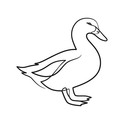 Duck Drawing To Color