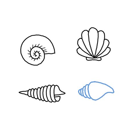 Seashell Drawing Tutorial 的图像结果