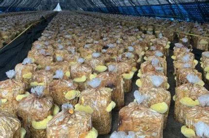 桑黄的价格多少钱一斤，人工种植96元/斤(野生达5000元) — 神奇养生网