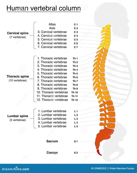 Vertebral Column Names Spine Stock Vector - Image: 59485353 - illustration of spine with numbered vertebrae
