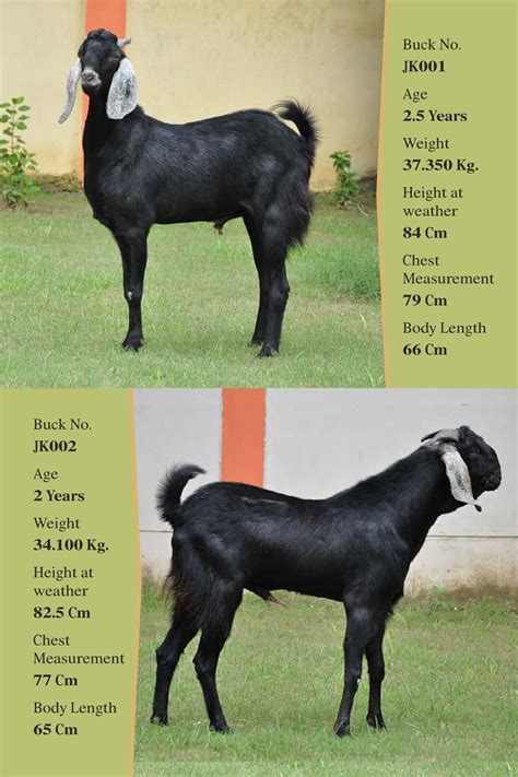 Breeding Buck Profile – duvasu mathura