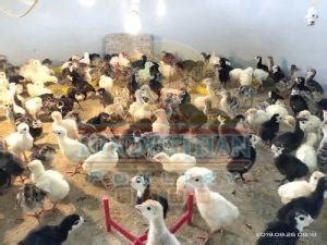 1 Day Old Turkey Farming Chicks Manufacturer Supplier from Salem India ...