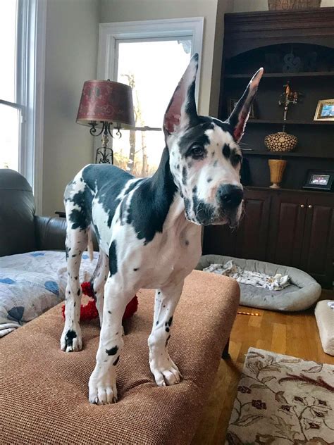 Great Dane Corgi