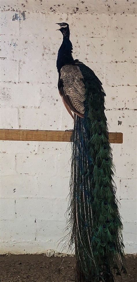 Recreativo San Jorge (Ciudad Juarez) - All You Need to Know BEFORE You Go