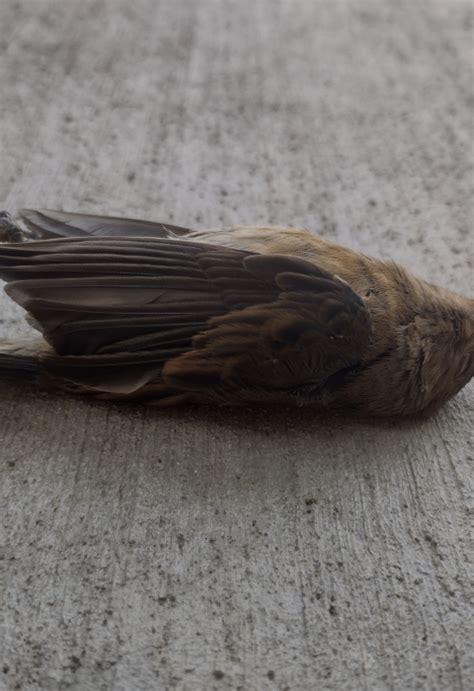 Minnesota Valley NWR - Saving Birds One Window at a Time | U.S. Fish ...