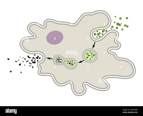 Cyclosis hi-res stock photography and images - Alamy