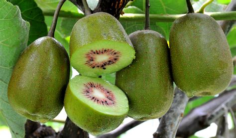 多彩贵州网 -你们最爱的贵州猕猴桃，为何这么香？听专家一说，懂了……