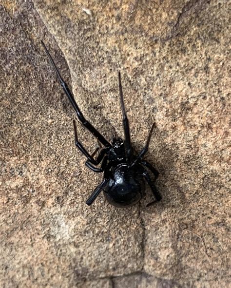 Non Poisonous Black Spiders What Is A Black Spider With A White Stripe