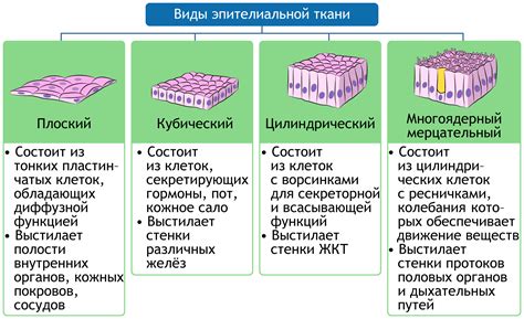 Микроскопическое строение эпителиальной ткани