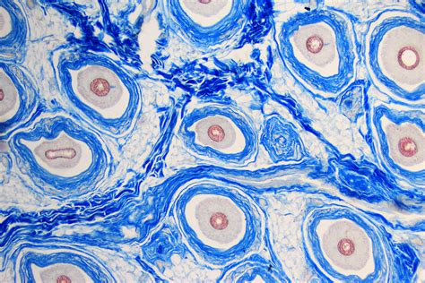 Image result for Compound Brightfield Microscope