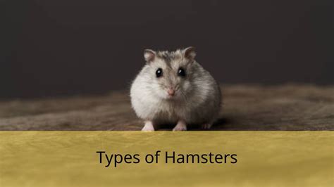 25 Types of Hamsters (Pictures And Identification)