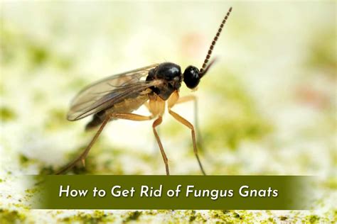 Gardener’s Guide to Winter Plant Protection | Organic Labs®