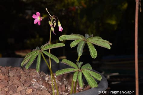 Oxalis lasiandra - Palm Tree Oxalis, חמציץ פרוע, חמציץ פרוע | The ...