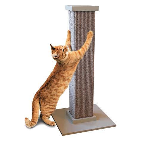 6 Best Scratching Posts for Maine Coon Cats in 2025 - Reviews & Top ...