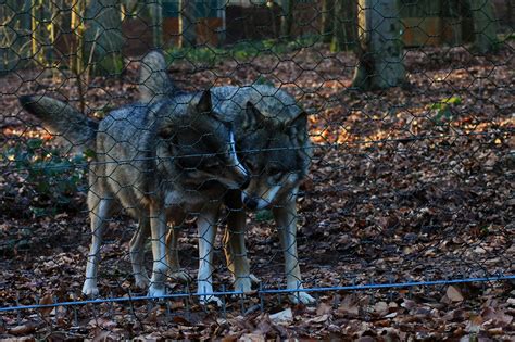 Wolves in Nature 的图像结果