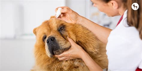 Chow Chow Dog Breed: Temperament, Personality, Training, Grooming & Mo